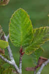 Green alder <BR>Mountain alder